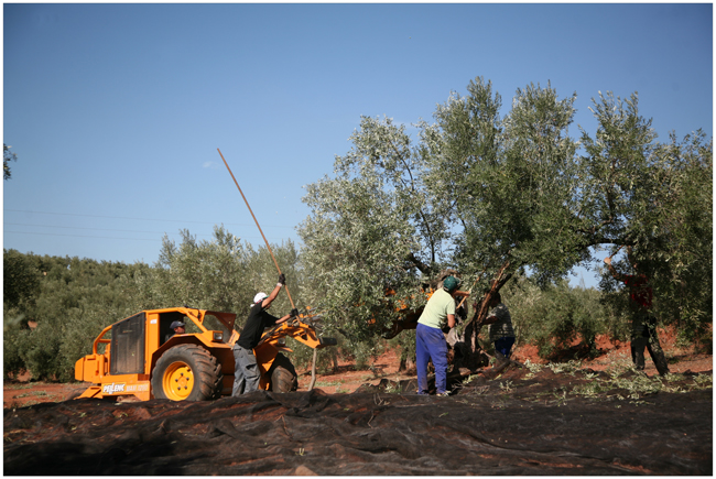 Mechanisierte Olivenernte