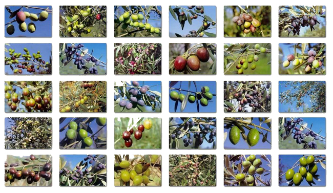 Olivensorten - Überblick